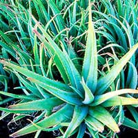 SugarMute-ingrediant-Aloe Vera