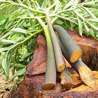 SugarMute-ingrediant-Glucomannan