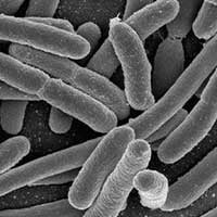 SugarMute-ingrediant-Lactobacillus Acidophilus