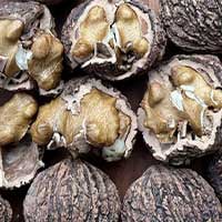 SugarMute-ingrediant-Black Walnut